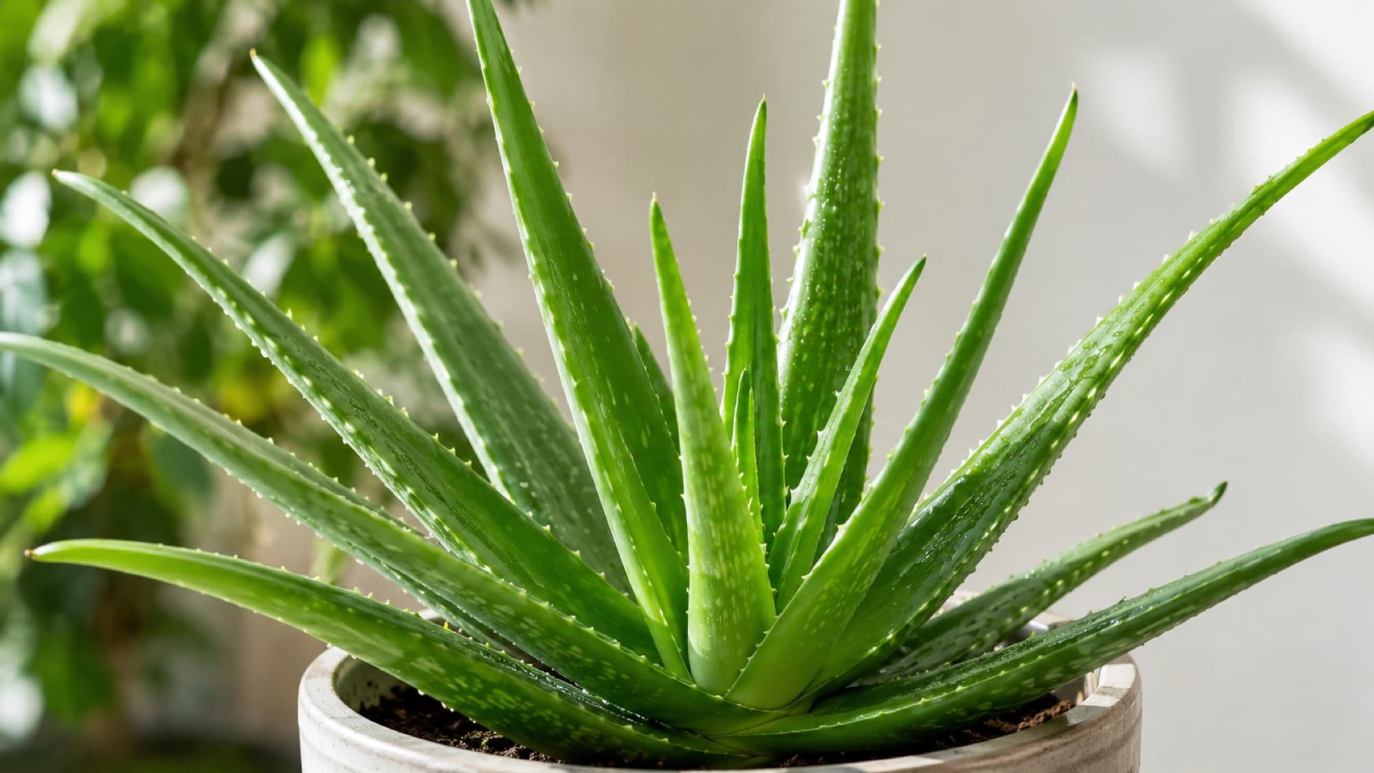 Aloe Vera'nın Cilt Üzerindeki Etkileri: Gerçekten Faydalı mı?
